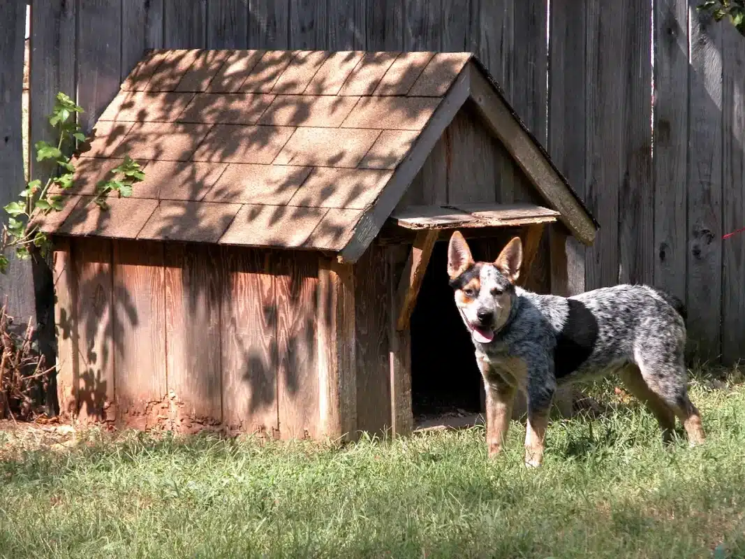 Learn How to Build a Dog Kennel