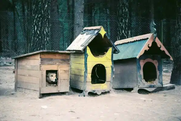 Old Bad Quality Dog Houses